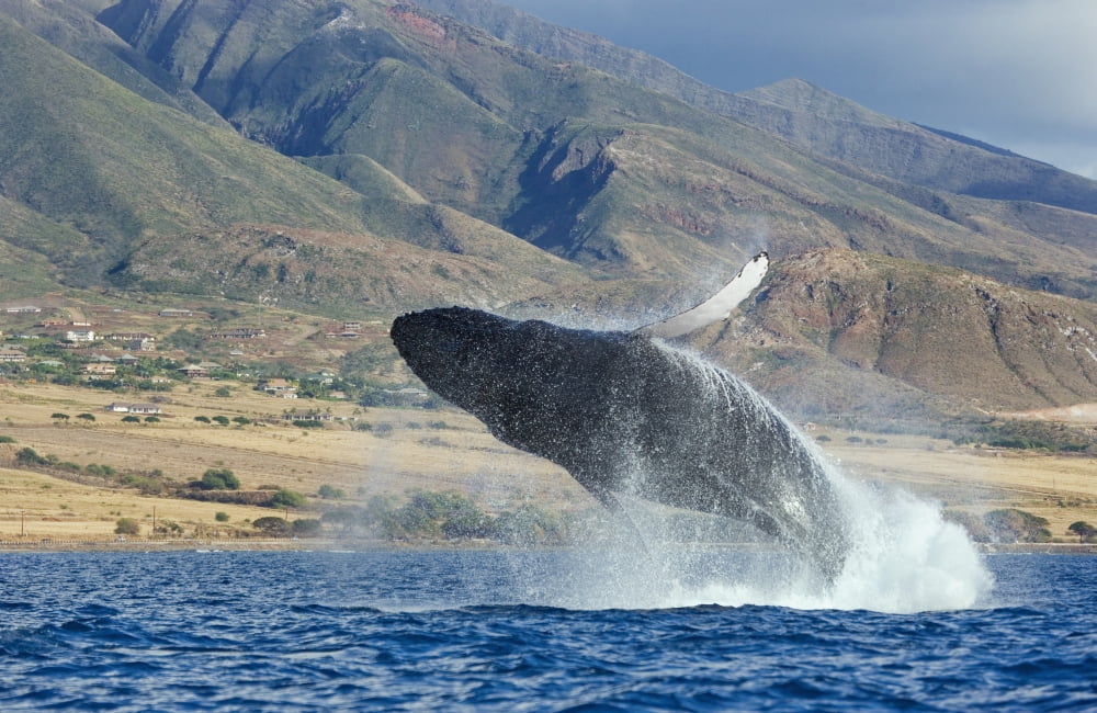 Hawaii Maui Humpback Whale Breaching With Island In The Background Canvas Art - M Swiet Productions Design Pics (38 x 24)