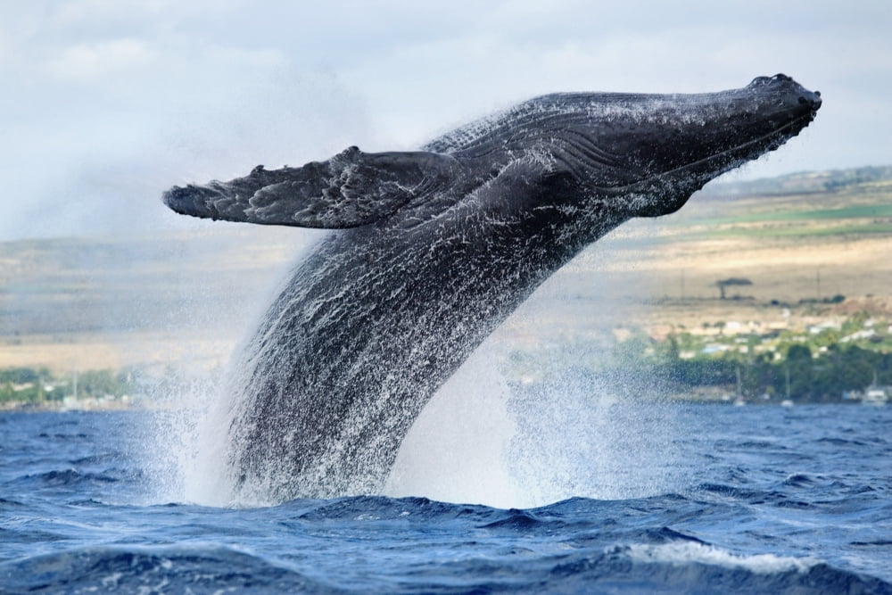 Hawaii Maui Humpback Whale Breaching With Island In The Background Canvas Art - M Swiet Productions  Design Pics (38 x 24)