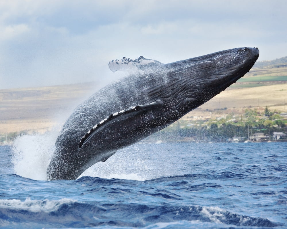 Hawaii Maui Humpback Whale Breaching With Island In The Background Canvas Art - M Swiet Productions Design Pics (38 x 30)
