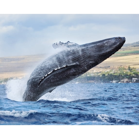 Hawaii Maui Humpback Whale Breaching With Island In The Background. by M Swiet Productions / Design Pics