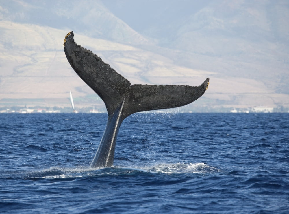 Hawaii Maui Humpback Whale Fluking Its Tail Canvas Art - M Swiet Productions Design Pics (18 x 13)