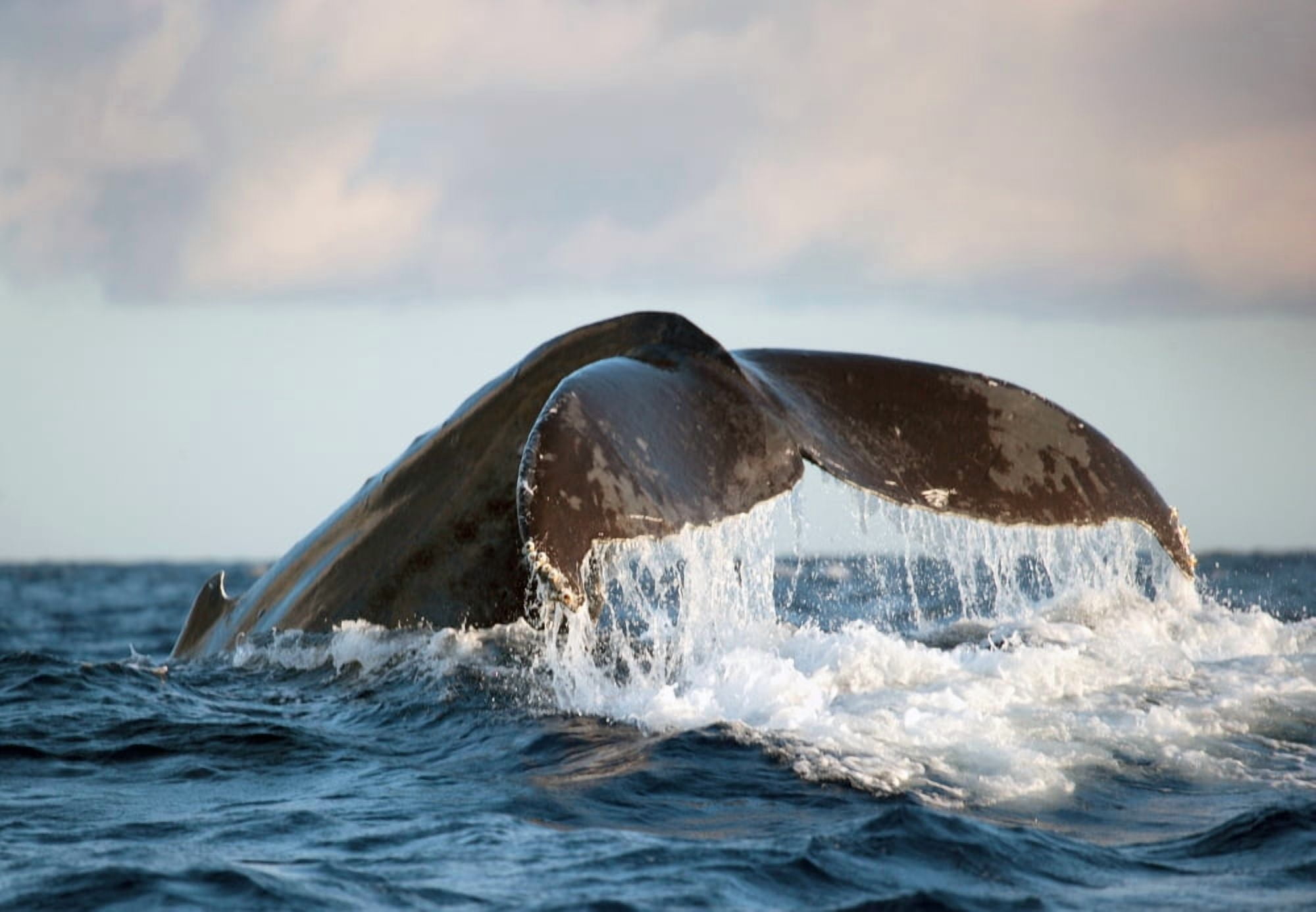 Hawaii Maui Humpback Whale Fluking Its Tail Canvas Art - M Swiet Productions Design Pics (18 x 13)