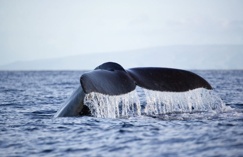 Hawaii Maui Humpback Whale Fluking Its Tail Canvas Art - M Swiet Productions Design Pics (19 x 12)