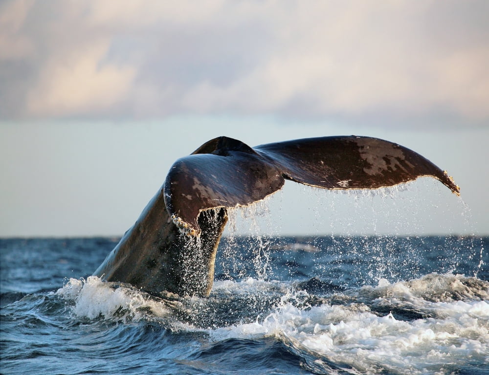 Hawaii Maui Humpback Whale Fluking Its Tail Canvas Art - M Swiet Productions Design Pics (34 x 26)