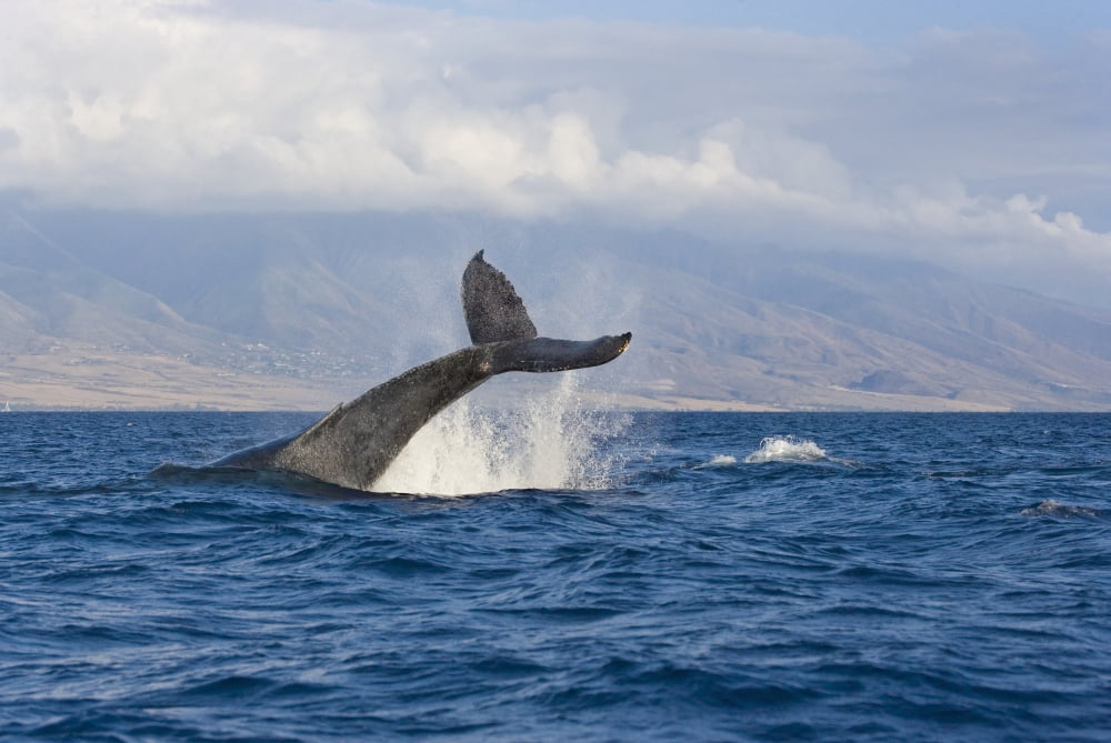 Hawaii Maui Humpback Whale Fluking Its Tail Canvas Art - M Swiet Productions Design Pics (38 x 24)