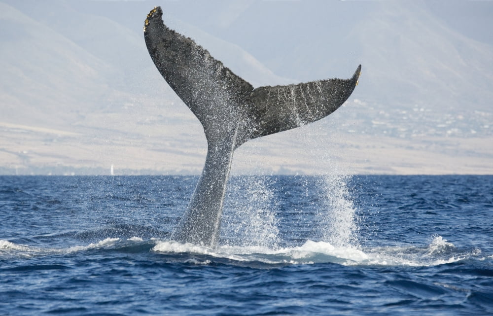 Hawaii Maui Humpback Whale Fluking Its Tail Canvas Art - M Swiet Productions Design Pics (38 x 24)