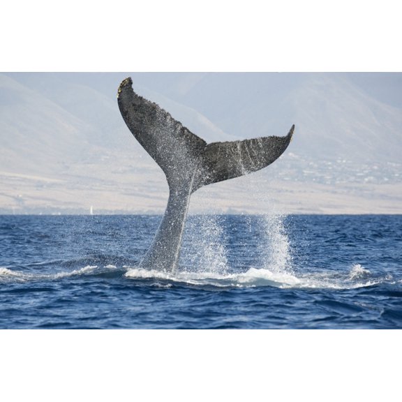Hawaii Maui Humpback Whale Fluking Its Tail Canvas Art - M Swiet Productions Design Pics (38 x 24)