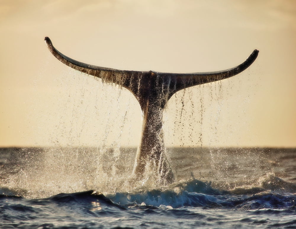 Hawaii Maui Humpback Whale Fluking Its Tail In Golden Sunset Canvas Art - M Swiet Productions Design Pics (34 x 26)