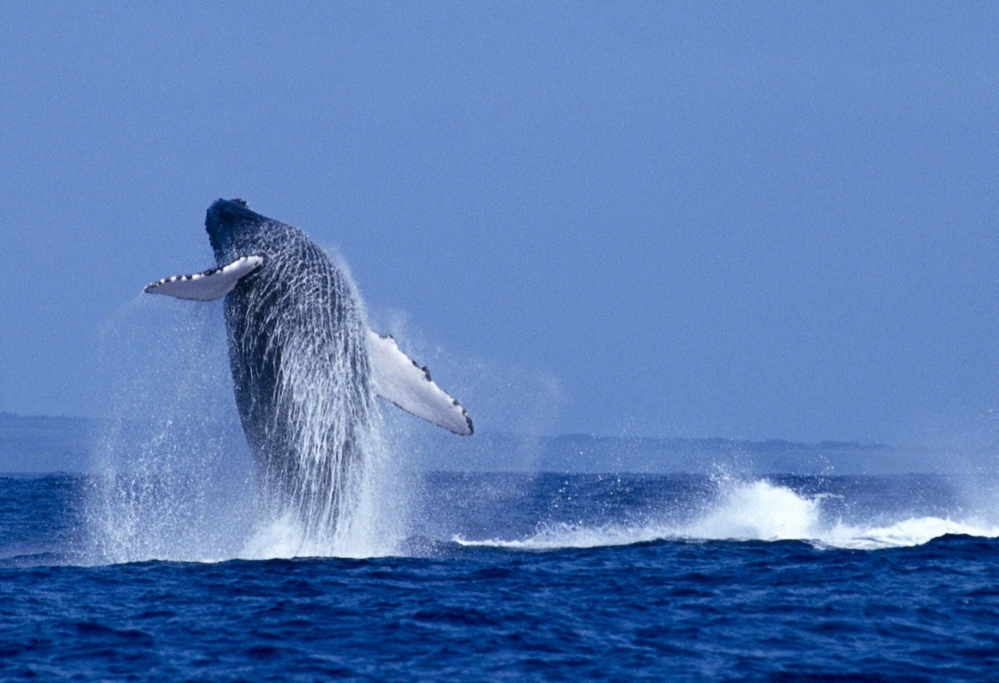 Hawaii Maui Humpback Whale (Megaptera Novaeangliae) Breaching C2024 Canvas Art - Ed Robinson Design Pics (36 x 24)