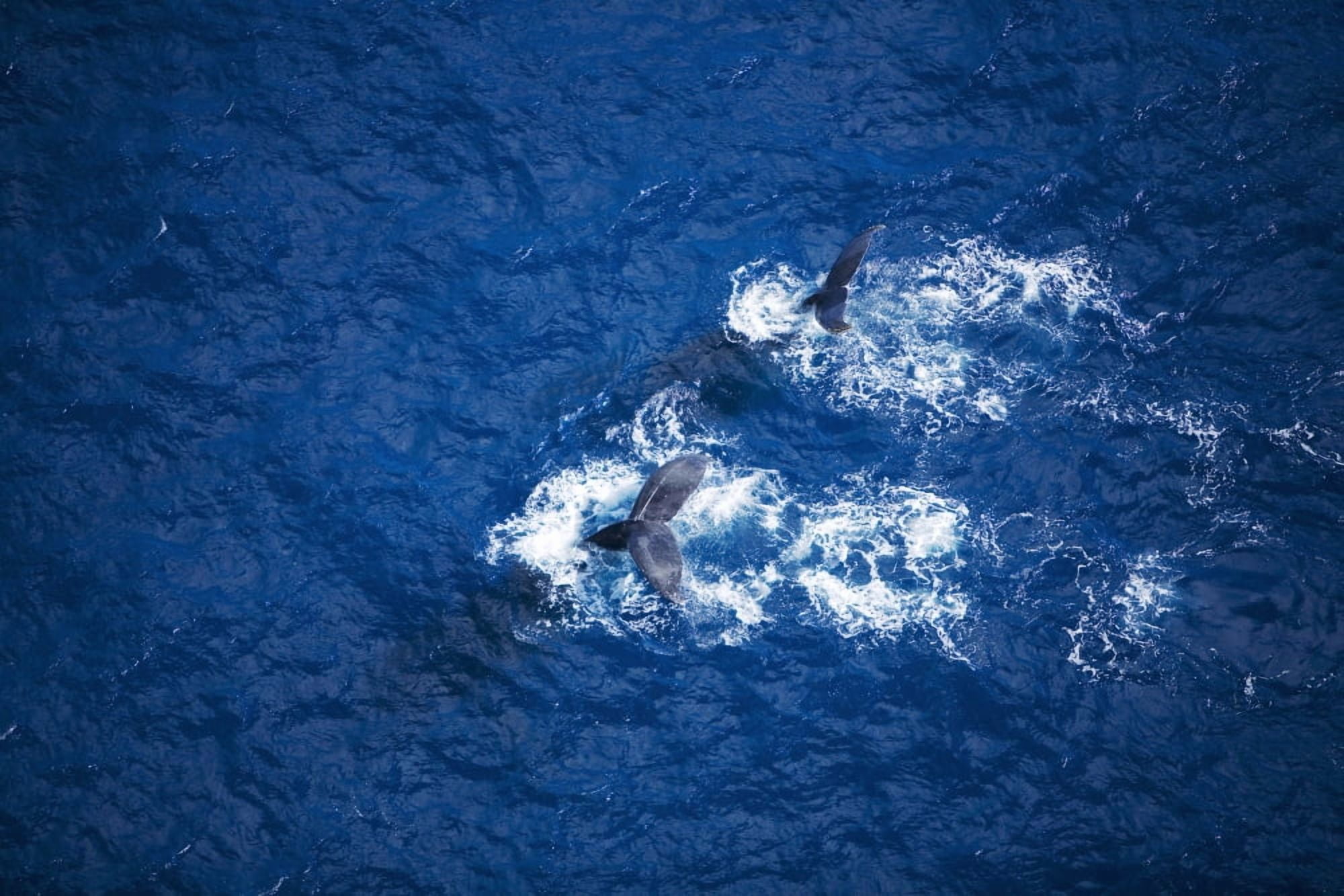 Hawaii Maui Humpback Whales Aerial View Canvas Art - Ron Dahlquist Design Pics (34 x 22)