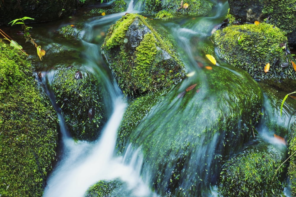 Hawaii Maui Iao Valley Beautiful lush stream flowing over mossy rocks Canvas Art - MakenaStockMedia Design Pics (38 x 24)