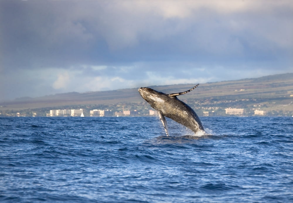 Hawaii Maui Kaanapali Humpback Whale Breaching With Island In The Background Canvas Art - M Swiet Productions Design Pics (18 x 13)