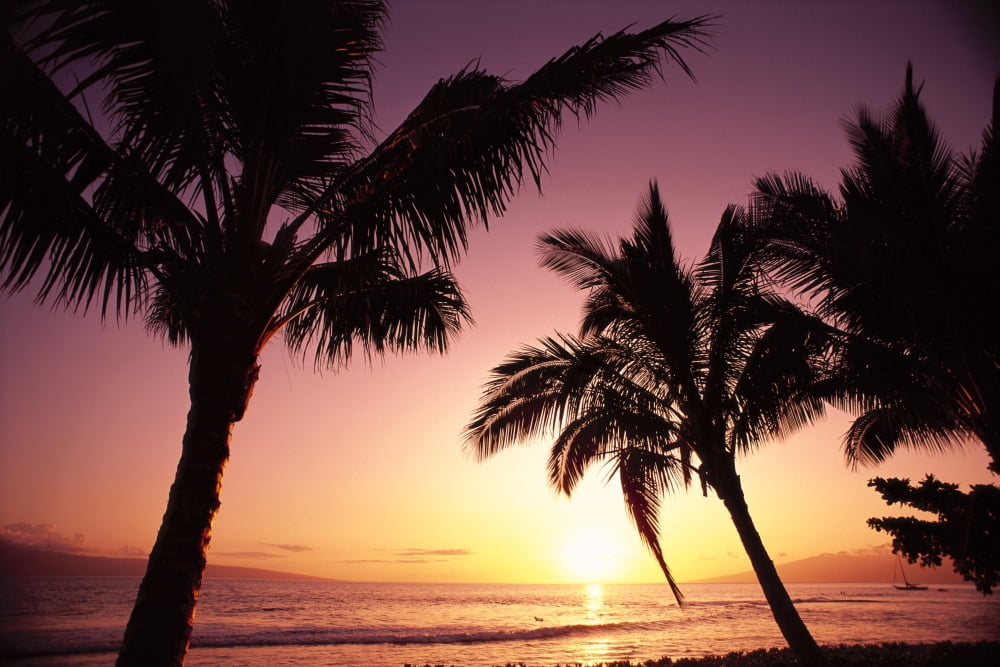 Hawaii Maui Kaanapali Sunset With Palms Silhouetted Golden Reflections On Ocean Purple Canvas Art - Carl Shaneff Design Pics (38 x 24)