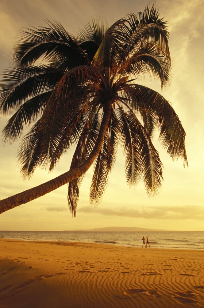 Hawaii Maui Kamaole Beach At Sunset Two Women Walk Along Shoreline Distance Palm Tree Foreground Canvas Art - Ron Dahlquist Design Pics (11 x 17)