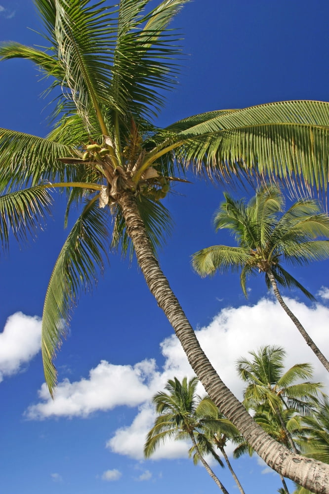 Hawaii Maui Kamaole Beach Palm Trees Against Blue Sky And Clouds Canvas Art - Ron Dahlquist Design Pics (11 x 17)