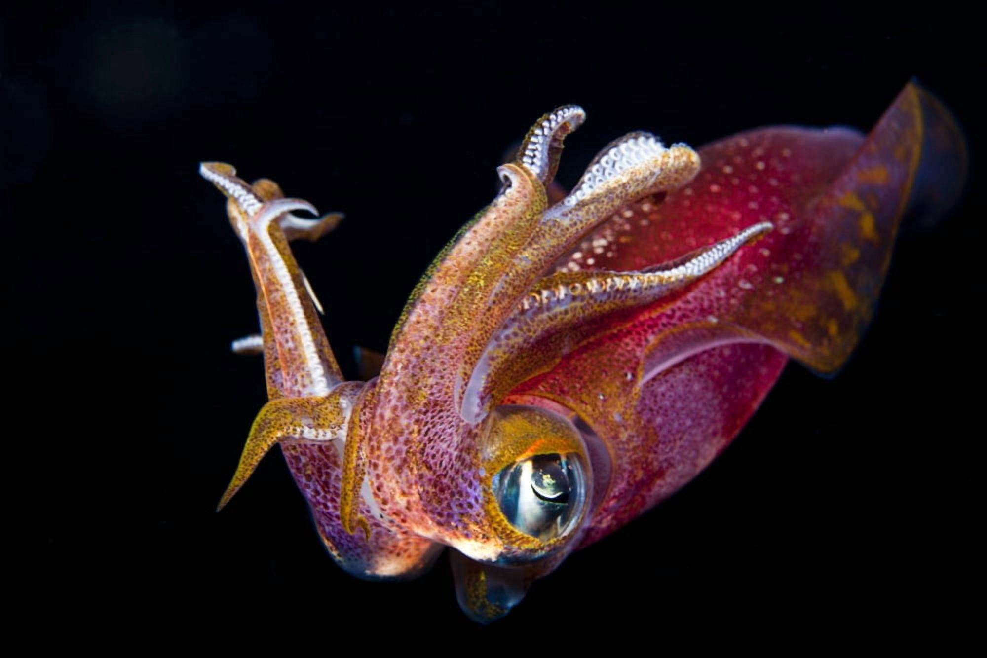 Hawaii Maui Kapalua Close Up Of A Male Oval Squid During A Night Dive Canvas Art - Dave Fleetham Design Pics (18 x 12)