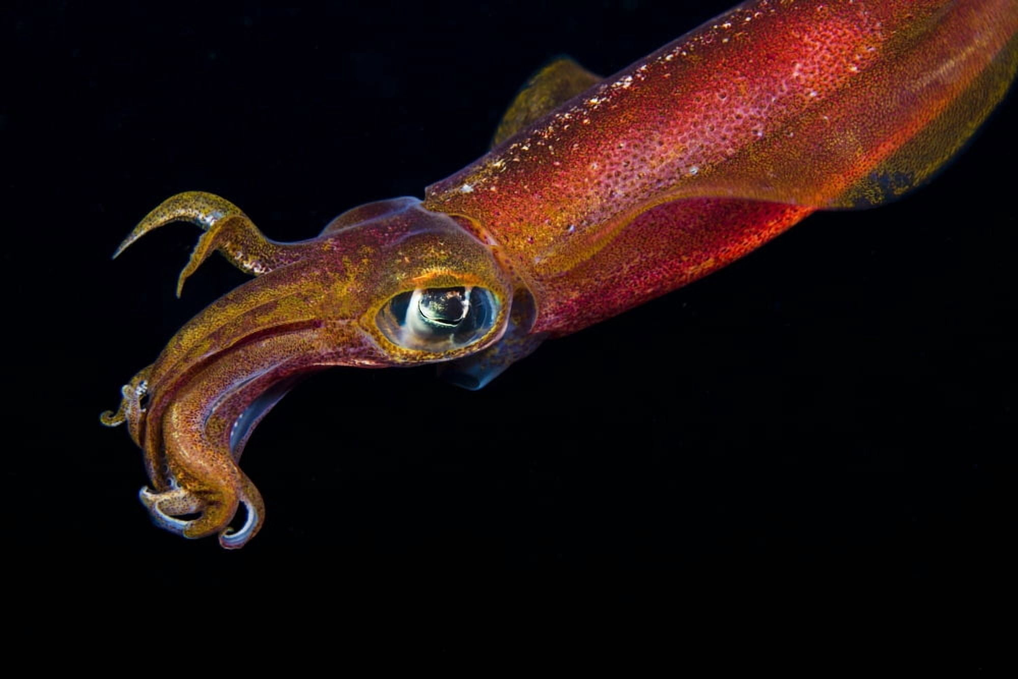 Hawaii Maui Kapalua Close Up Of A Male Oval Squid During A Night Dive Canvas Art - Dave Fleetham Design Pics (18 x 12)