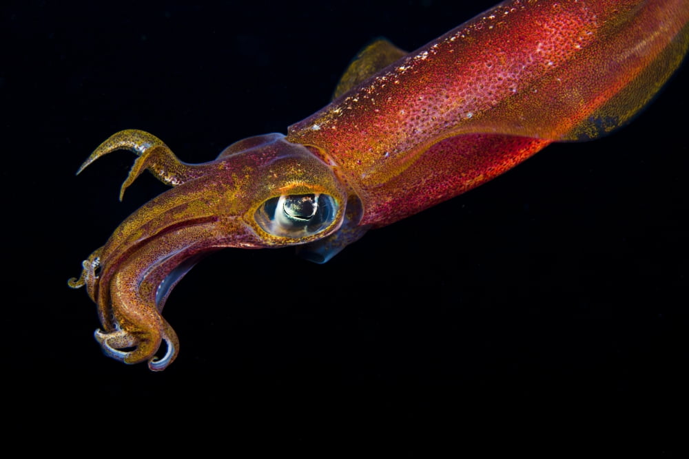 Hawaii Maui Kapalua Close Up Of A Male Oval Squid During A Night Dive Canvas Art - Dave Fleetham Design Pics (36 x 24)