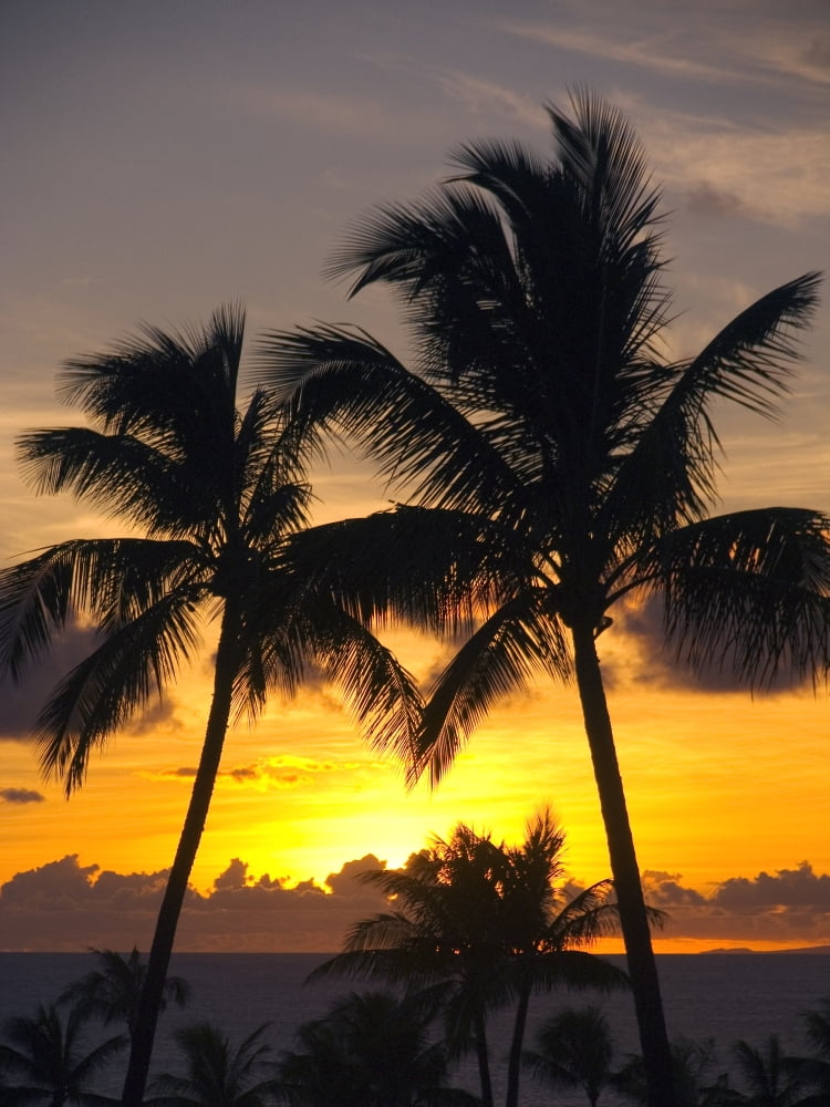 Hawaii Maui Kapalua Palm Trees At Sunset Canvas Art - Ron Dahlquist Design Pics (12 x 16)