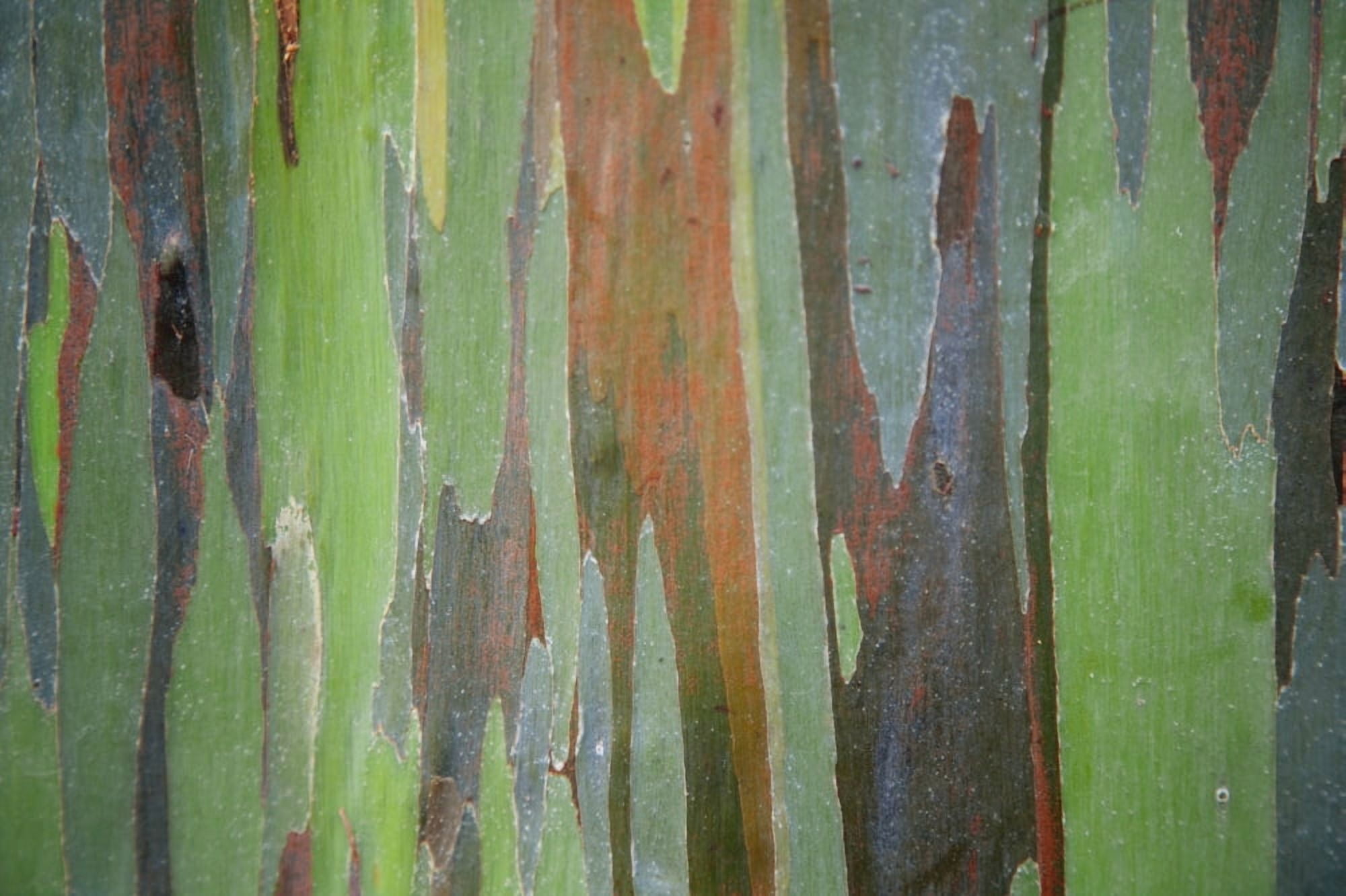 Hawaii Maui Keanae A closeup view of the colorful Painted Eucalyptus tree Canvas Art - Jenna Szerlag Design Pics (38 x 24)