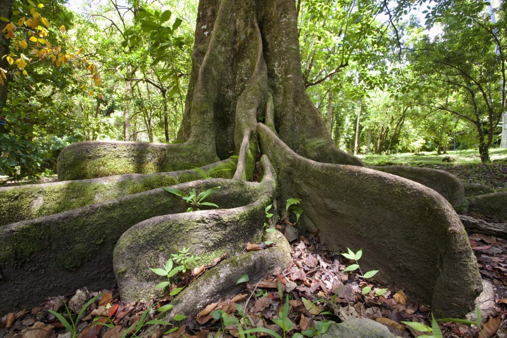 Hawaii Maui Keanae An old tree with large roots Canvas Art - Jenna Szerlag Design Pics (19 x 12)