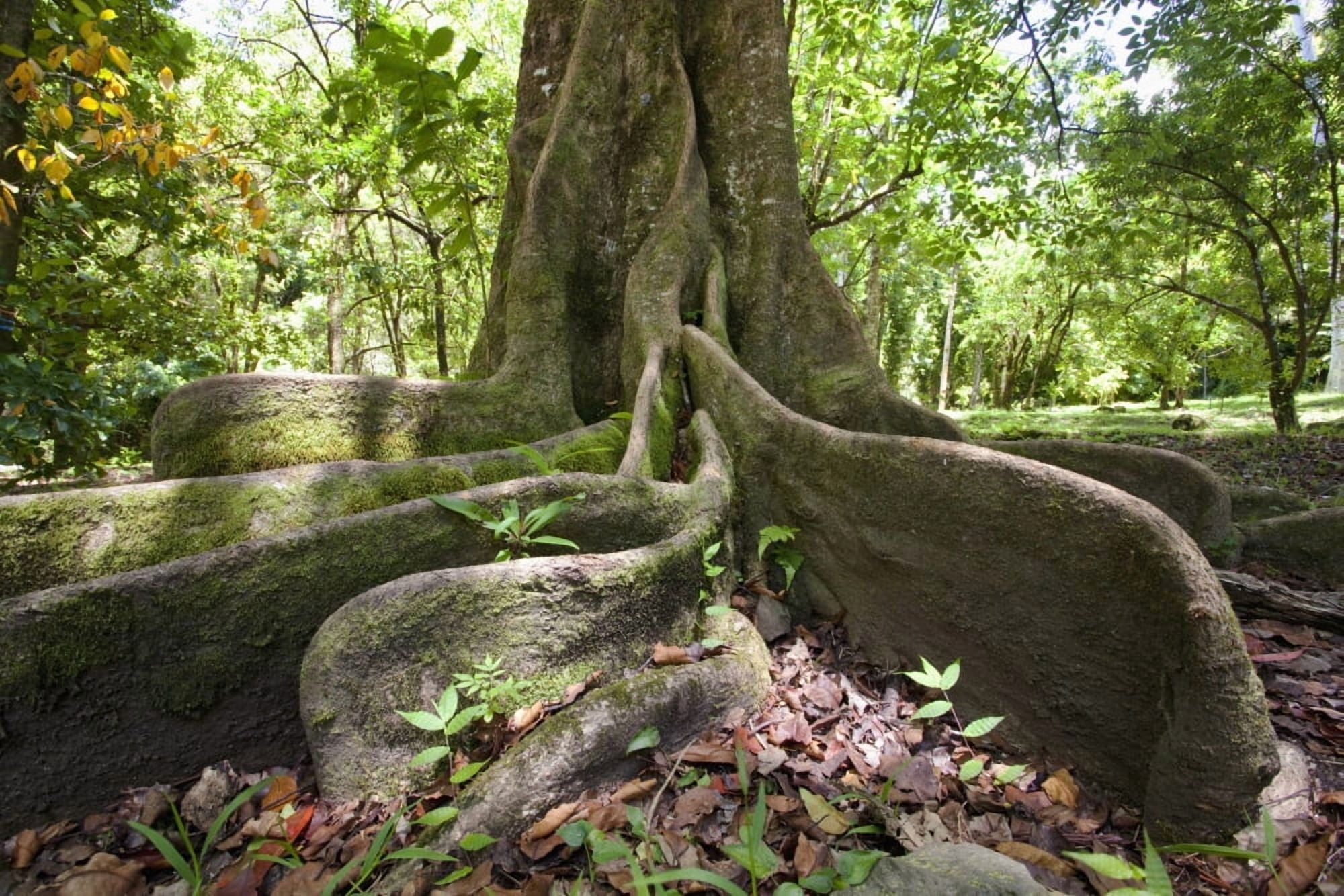 Hawaii Maui Keanae An old tree with large roots Canvas Art - Jenna Szerlag Design Pics (38 x 24)
