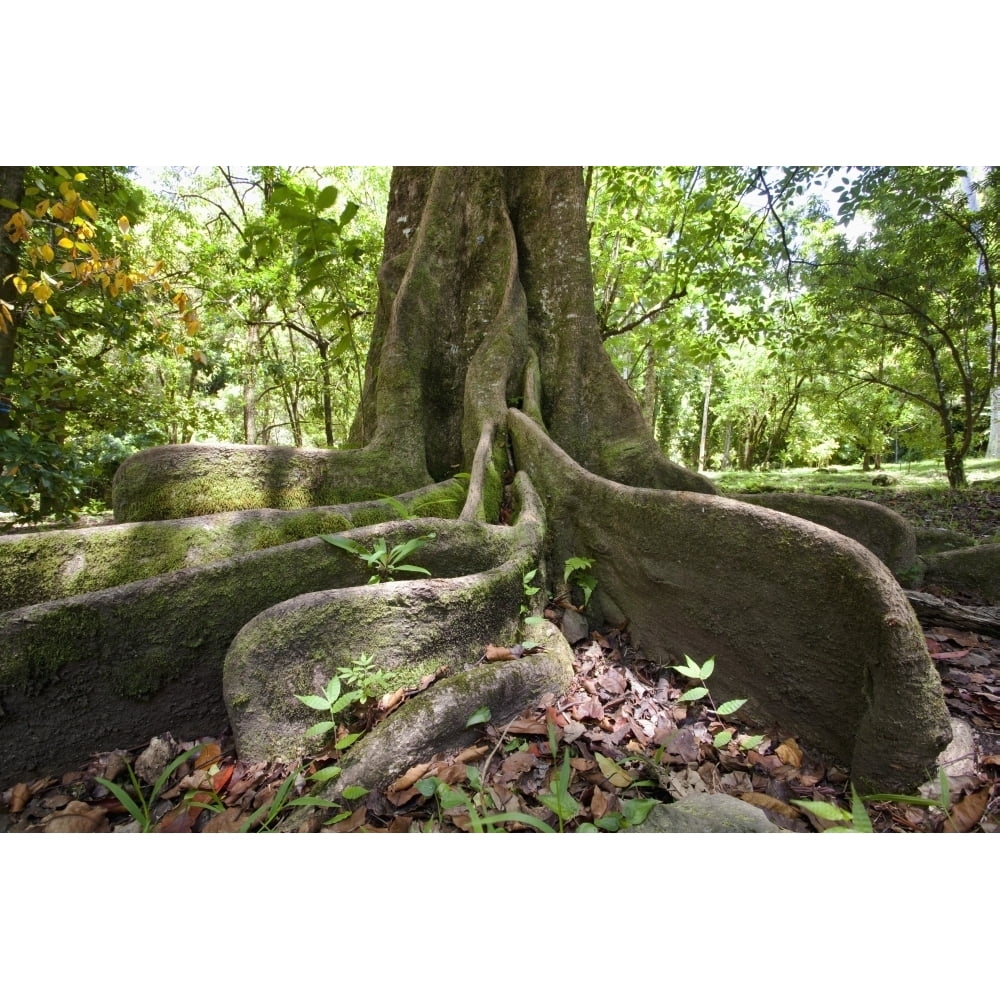Hawaii Tree Roots Hawaii Maui Keanae An old tree with large roots. Poster Print - Walmart.com