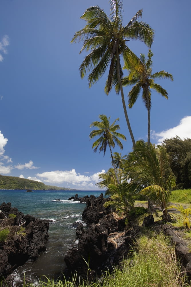 Hawaii Maui Keanae Palm trees and sunny blue sky on the Keanae coast Canvas Art - Jenna Szerlag Design Pics (12 x 19)