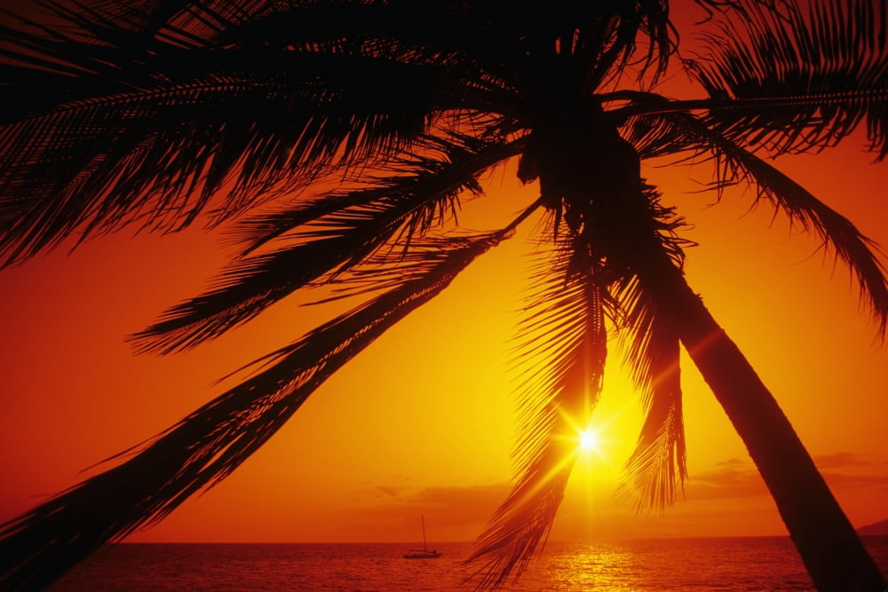 Hawaii Maui Kihei Charley Young Beach orange sunset thru palm silhouette Canvas Art - Ron Dahlquist Design Pics (34 x 22)
