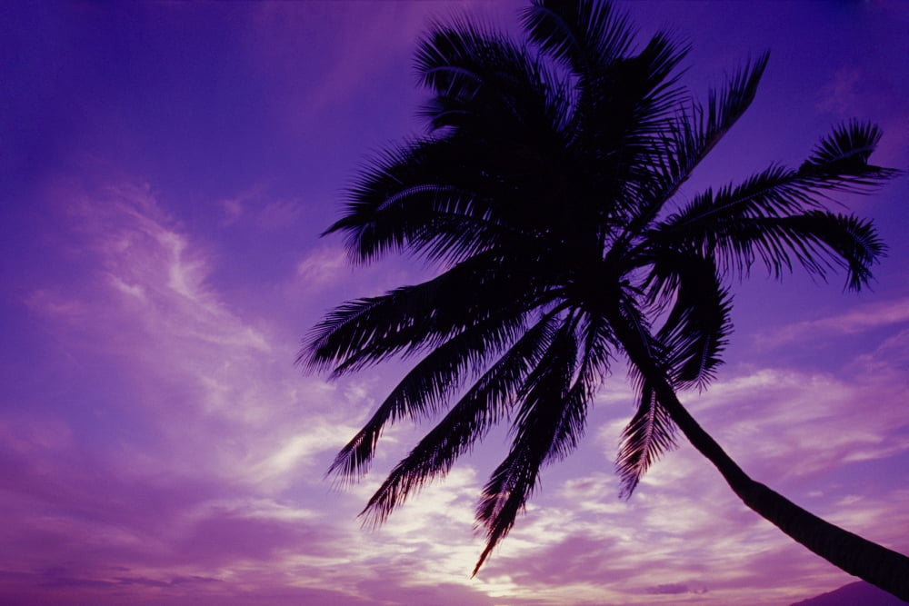 Hawaii Maui Kihei Kamaole Beach At Twilight With Purple Pink Sky Palm Tree Silhouetted D1554 Canvas Art - Ron Dahlquist Design Pics (34 x 22)