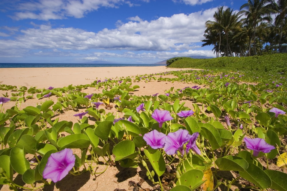 Hawaii Maui Kihei Keawakapu Beach Green Leafy Vines With Pink Flowers On Shore Canvas Art - Ron Dahlquist  Design Pics (34 x 22)