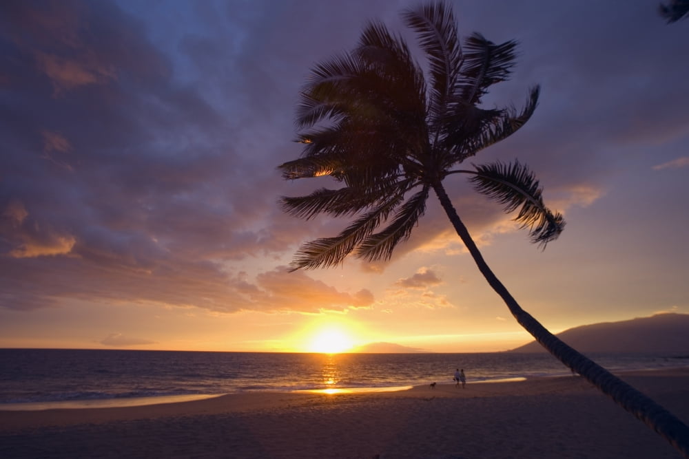 Hawaii Maui Kihei Palm Tree At Sunset Couple And Dog Walking Along The Beach Canvas Art - Ron Dahlquist Design Pics (40 x 26)