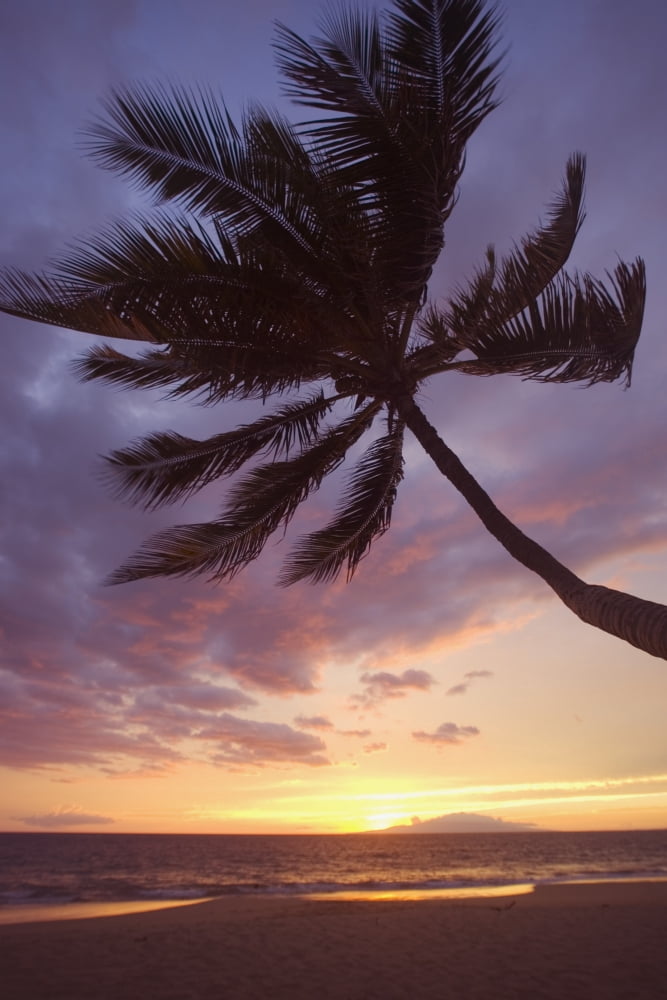 Hawaii Maui Kihei Palm Tree Over The Beach At Sunset Canvas Art - Ron Dahlquist Design Pics (26 x 40)