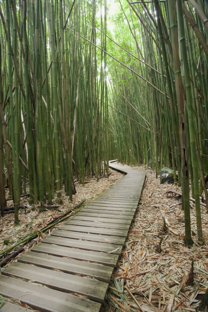 Hawaii Maui Kipahulu Haleakala National Park Trail through bamboo forest on the Pipiwai trail Canvas Art - Jenna Szerlag Design Pics (12 x 19)