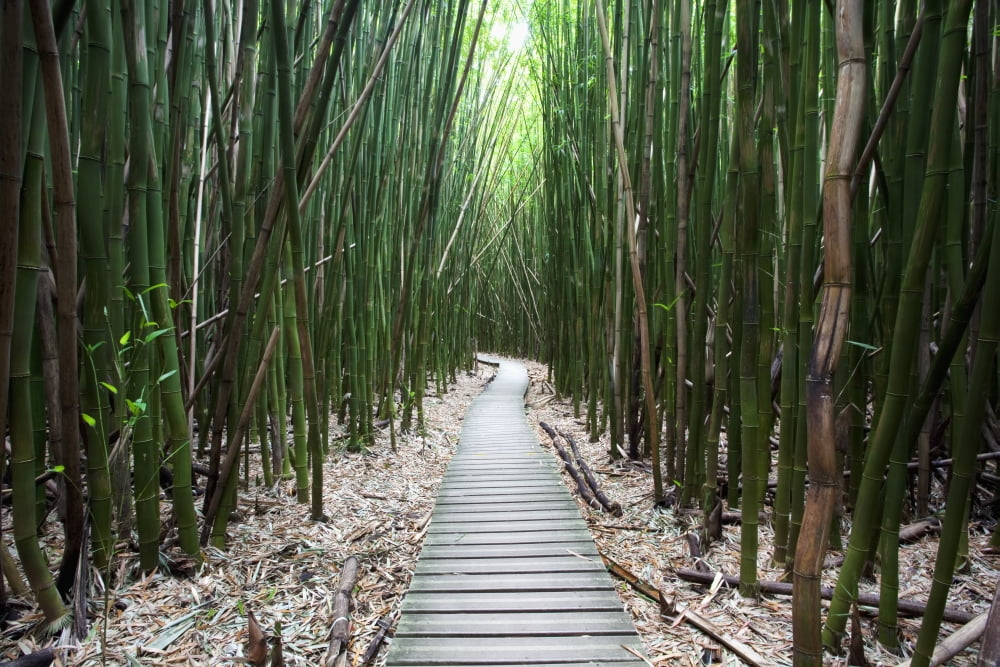 Hawaii Maui Kipahulu Haleakala National Park Trail through bamboo forest on the Pipiwai trail Canvas Art - Jenna Szerlag Design Pics (19 x 12)