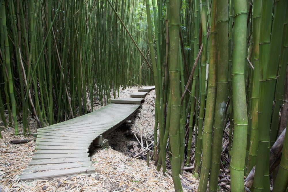 Hawaii Maui Kipahulu Haleakala National Park Trail through bamboo forest on the Pipiwai trail Canvas Art - Jenna Szerlag Design Pics (38 x 24)