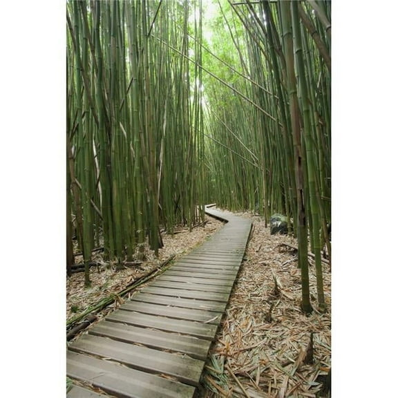 Hawaii  Maui  Kipahulu  Haleakala National Park  Trail through bamboo forest on the Pipiwai trail. Print