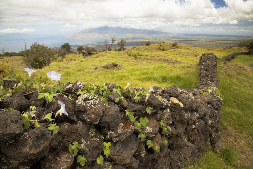 Hawaii Maui Kula A stone wall lines a country road Canvas Art - Jenna Szerlag Design Pics (19 x 12)