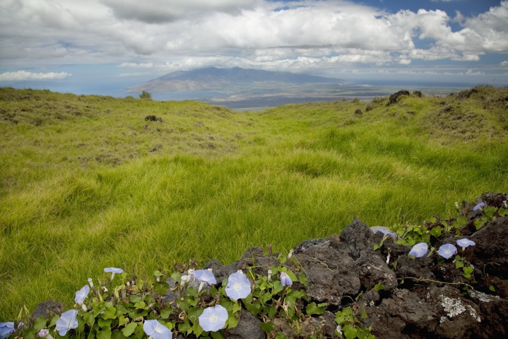 Hawaii Maui Kula A stone wall lines a country road Canvas Art - Jenna Szerlag Design Pics (19 x 12)