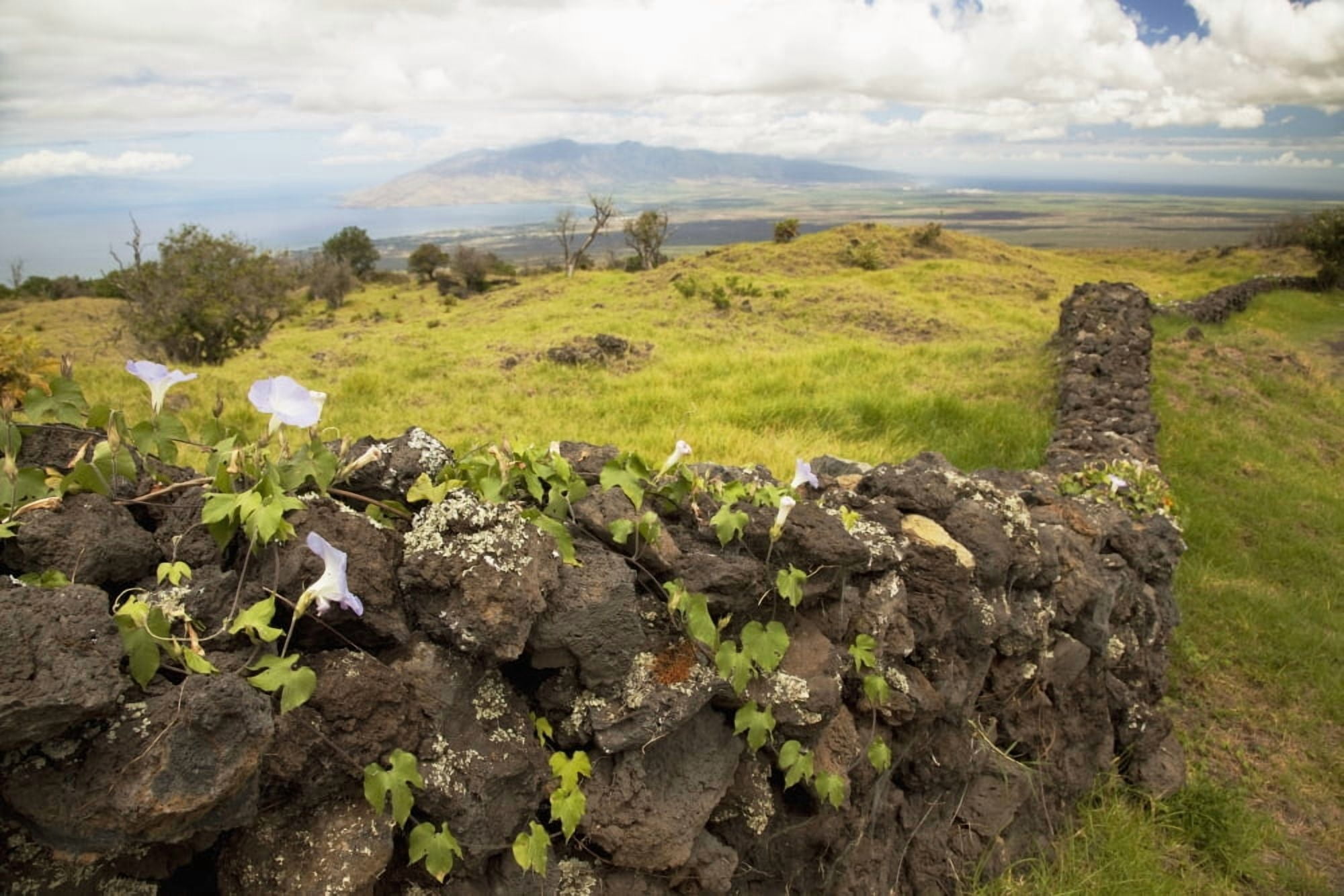 Hawaii Maui Kula A stone wall lines a country road Canvas Art - Jenna Szerlag Design Pics (38 x 24)