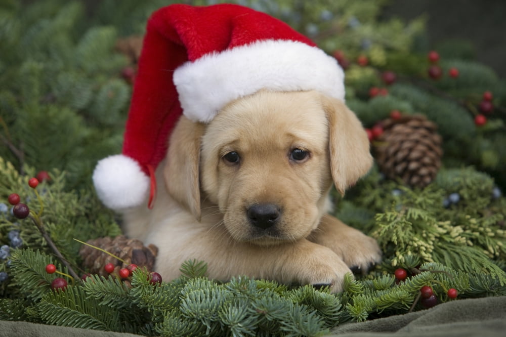 Hawaii Maui Labrador Retriever Puppy With Santa Hat In A Christmas Wreath Canvas Art - Ron Dahlquist Design Pics (34 x 22)