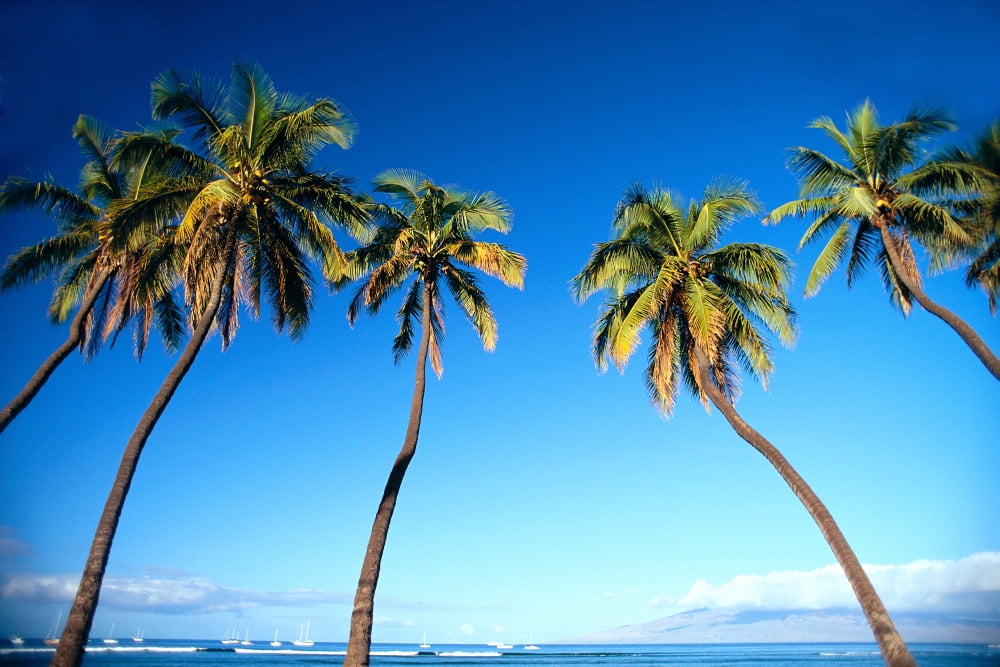 Hawaii Maui Lahaina Coconut Palm Trees Along Ocean Blue Sky C1681 Canvas Art - Carl Shaneff Design Pics (38 x 24)