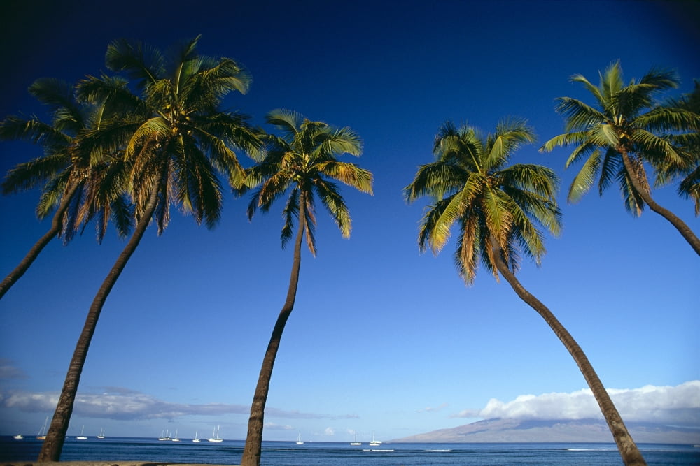 Hawaii Maui Lahaina Five Coconut Trees Against Blue Skies Boats Anchored In Ocean Distant Canvas Art - Carl Shaneff  Design Pics (19 x 12)