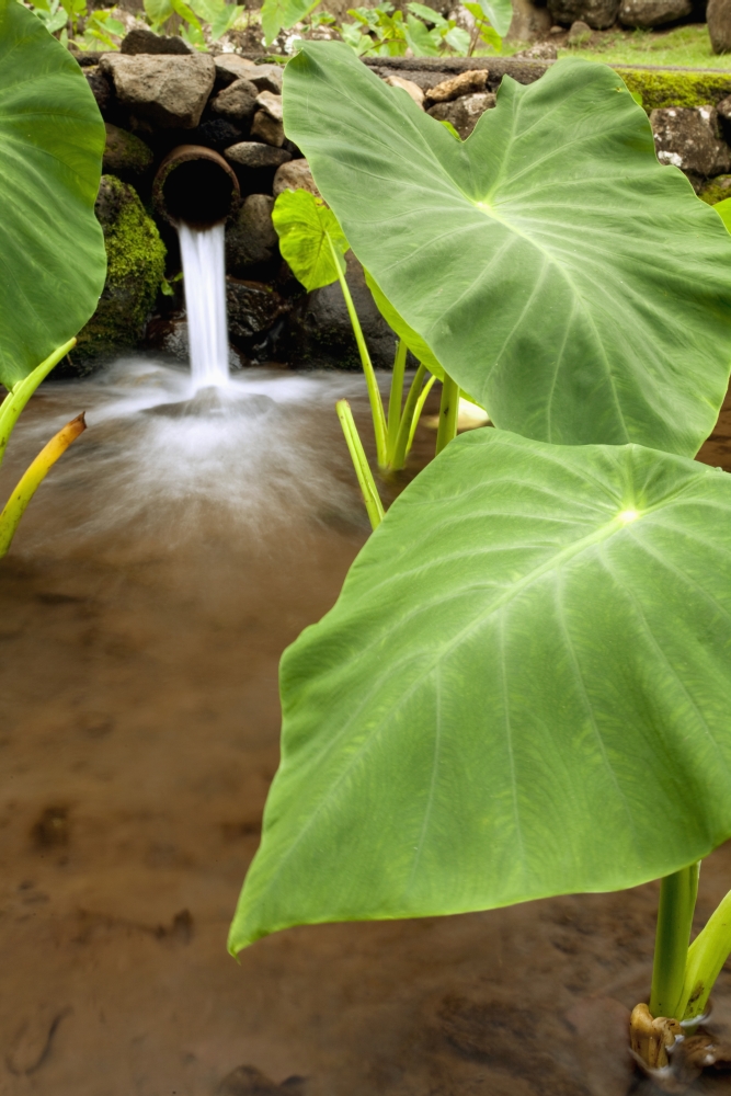 Hawaii Maui Large Taro leaves in a pond Canvas Art - Jenna Szerlag Design Pics (12 x 19)