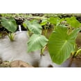 thumbnail image 1 of Hawaii, Maui, Large Taro leaves in a pond. Poster Print (38 x 24), 1 of 3