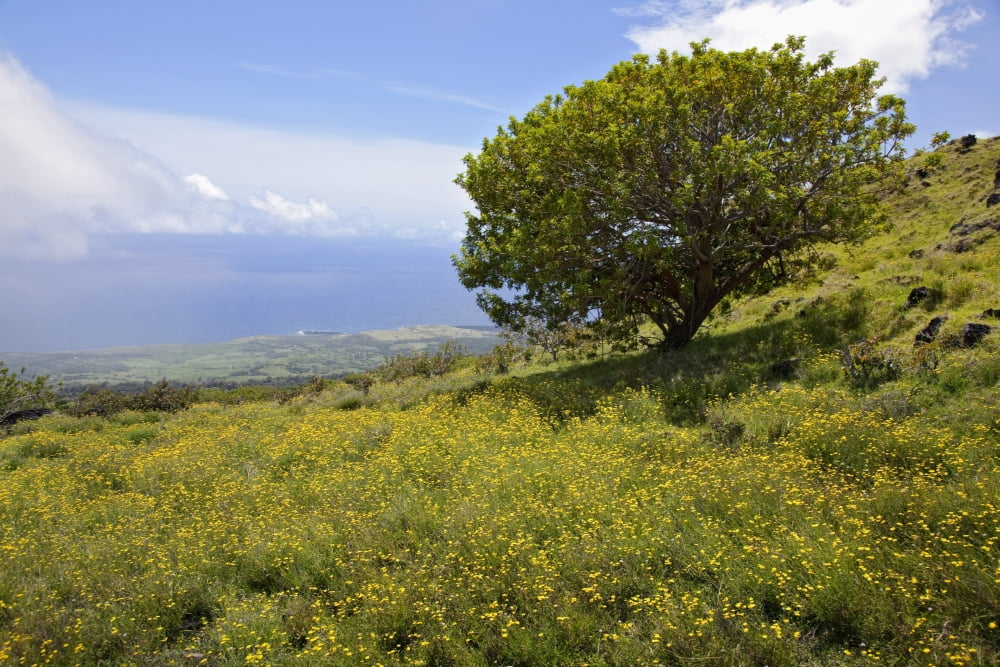 Hawaii Maui Lush foliage and tree in Kaupo Gap Canvas Art - Jenna Szerlag Design Pics (36 x 24)