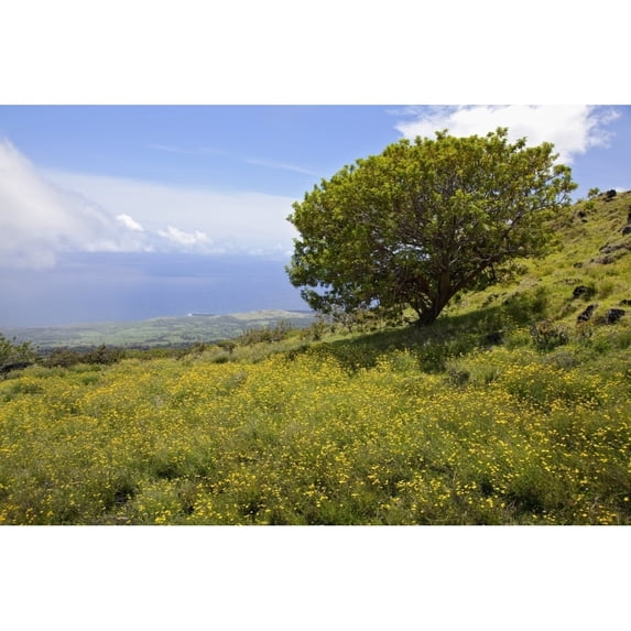 Hawaii, Maui, Lush foliage and tree in Kaupo Gap. Poster Print (36 x 24)
