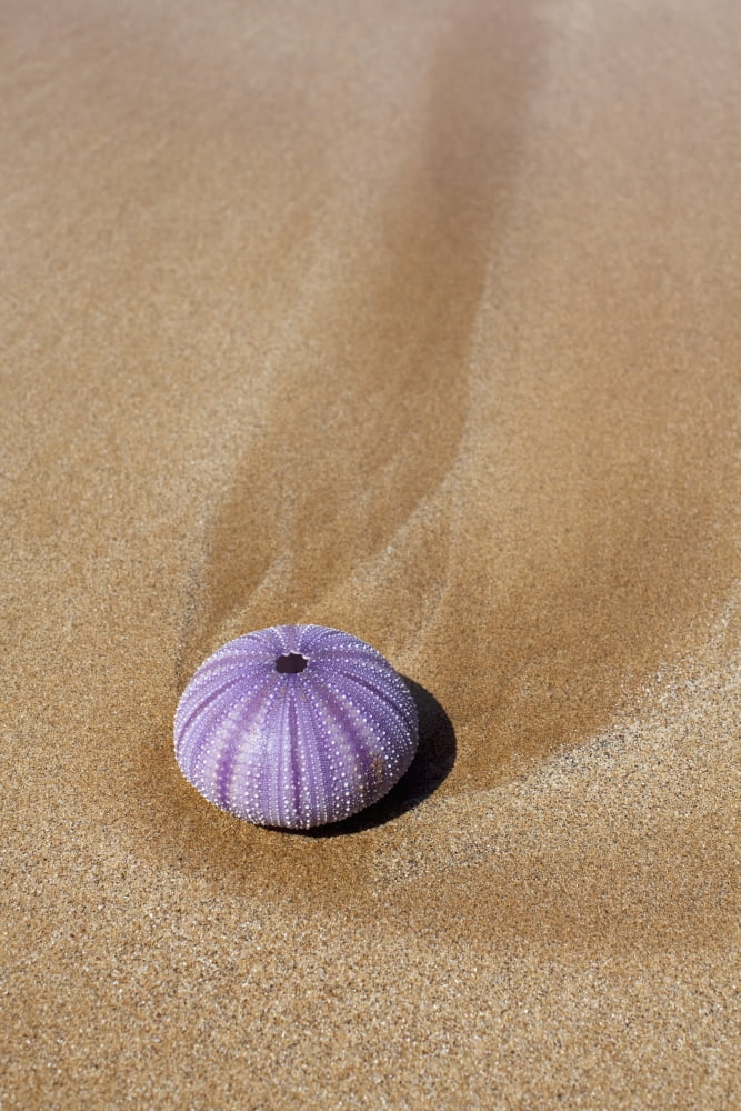 Hawaii Maui Makena A purple urchin shell washes ashore Canvas Art - Jenna Szerlag  Design Pics (24 x 38)