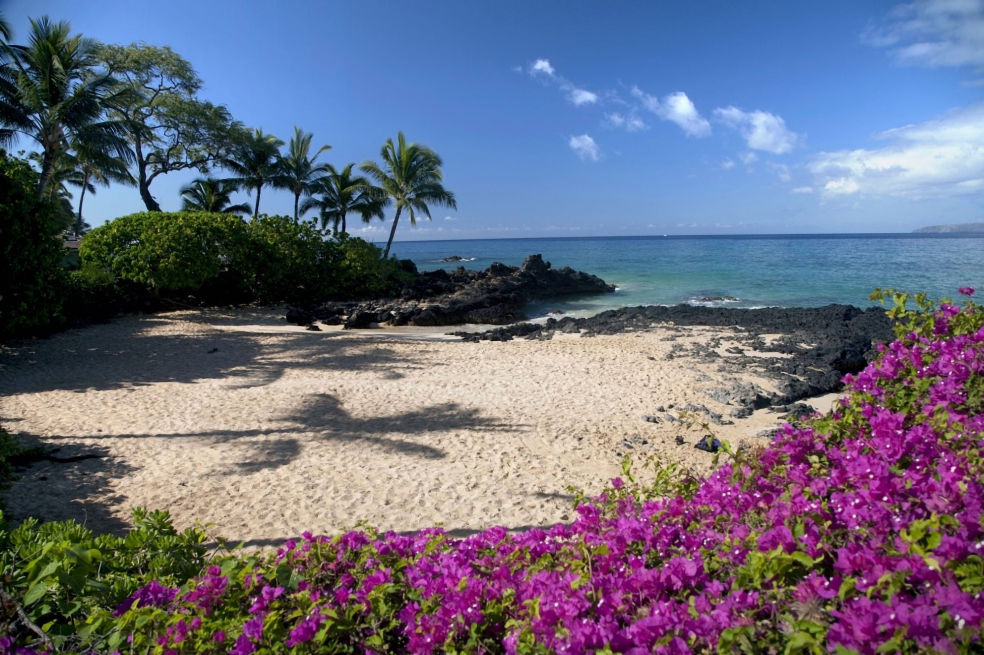 Hawaii Maui Makena Bougainvillea flowers at secret beach Canvas Art - Peter French Design Pics (38 x 24)