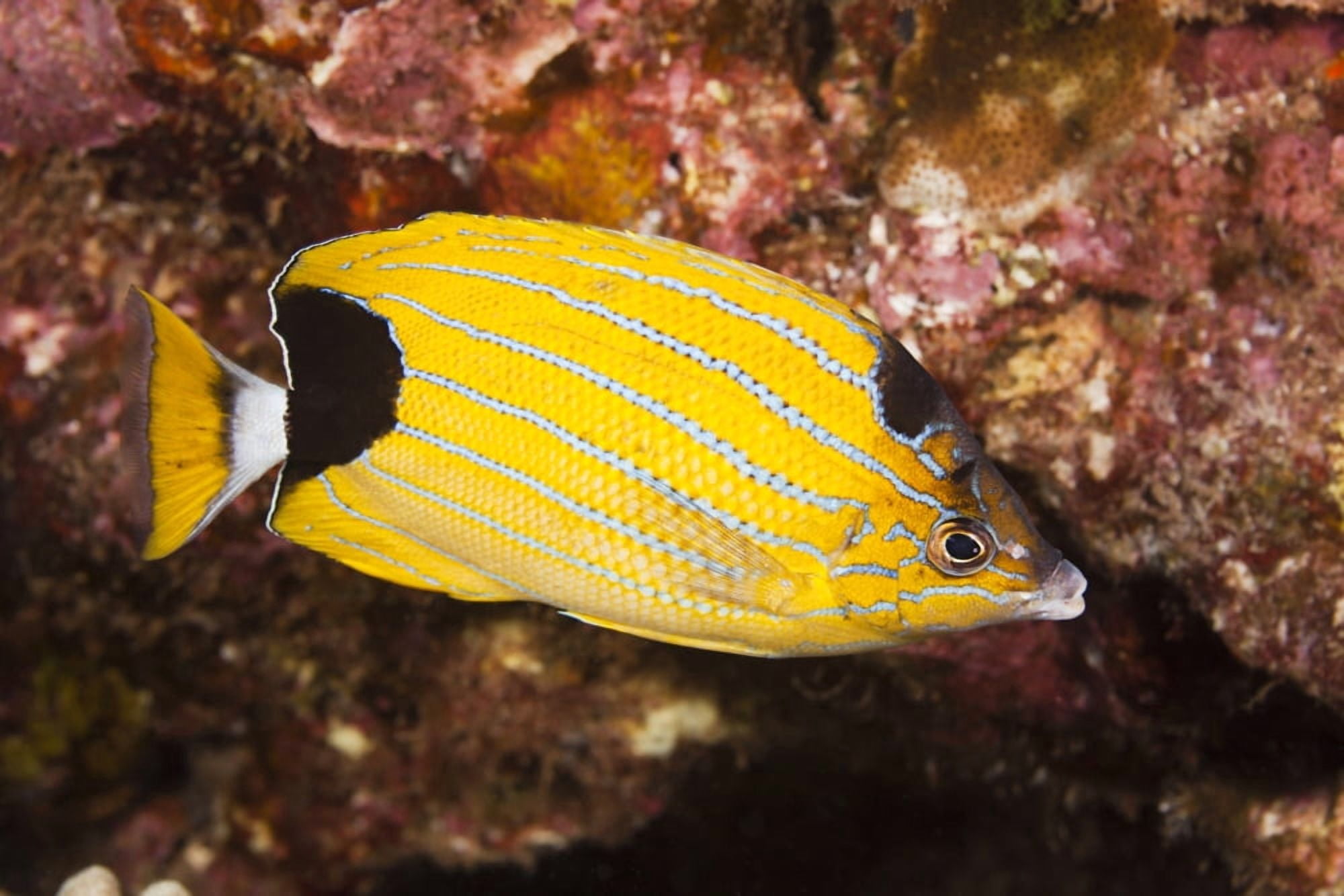 Hawaii Maui Molokini Close Up Of A Bluestripe Butterflyfish(Chaetodon Fremblii)Also Known As Kikakapu Canvas Art - Dave Fleetham Design Pics (36 x 24)